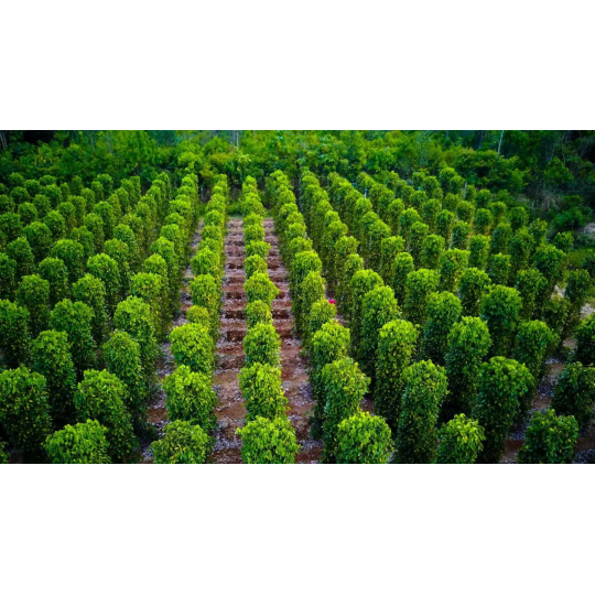 Tiêu hạt nguyên chất - Túi nhỏ