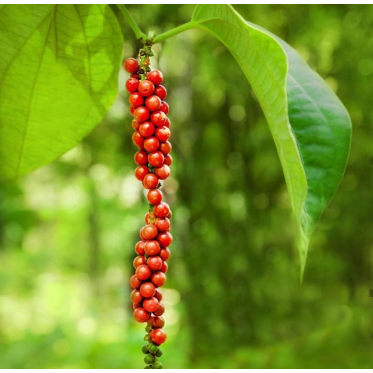 Muối tiêu chín lặc tay hảo hạng - Đặc sản Phú Quốc